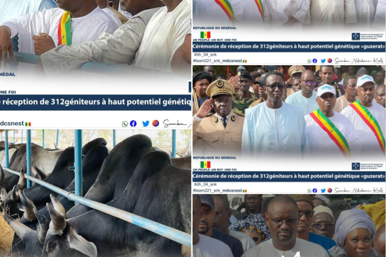 Cérémonie de réception de 312 géniteurs à haut potentiel génétique "GUZERAT"